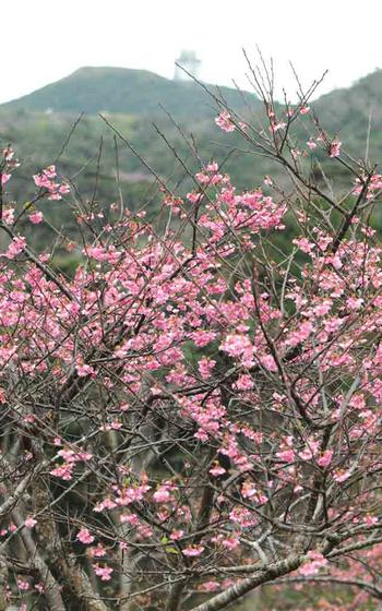 cherry blossoms in Okinawa