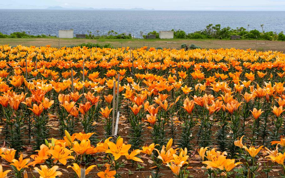 Lily Field Park