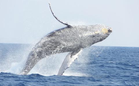Photo Of A whale is jumping.