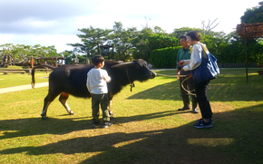 water buffalo ride