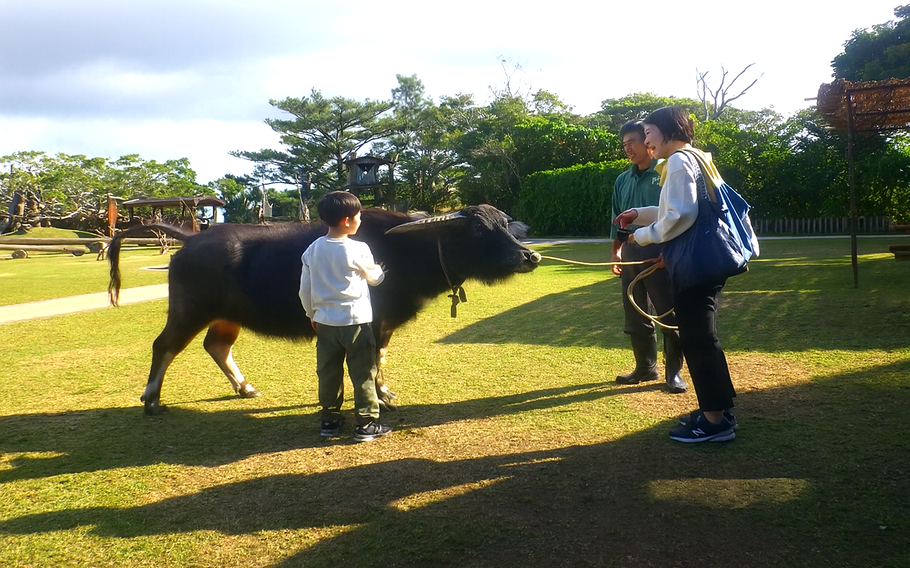 water buffalo ride